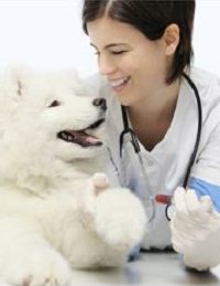 Dog receiving care from female veterinarian