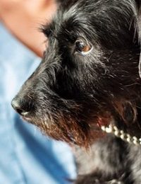 Black terrier dog with attentive gaze