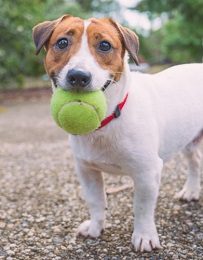 Jack Russell holding green tennis ball