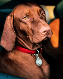 Dog sitting in a car seat
