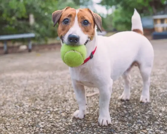 Building an Ad Campaign for an Animal Health Company’s Rewards Program