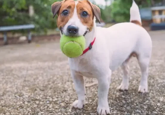 Building an Ad Campaign for an Animal Health Company’s Rewards Program
