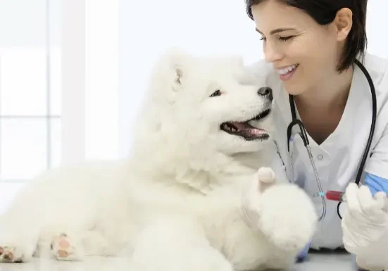 Optimizing a Diagnostic Device for Veterinarians